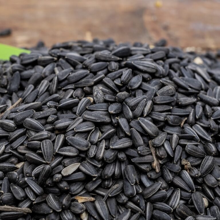 Black Sunflower Seeds with Shell – 10 kg Bag