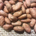 Raw Cacao Beans for Sale