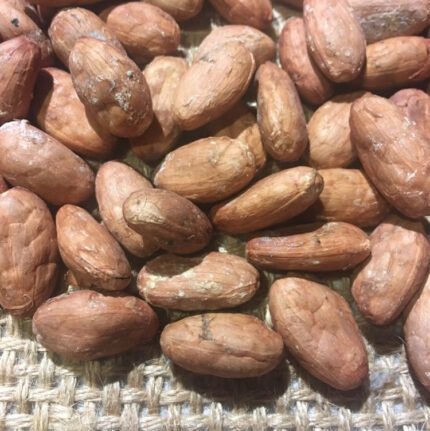 Raw Cacao Beans for Sale